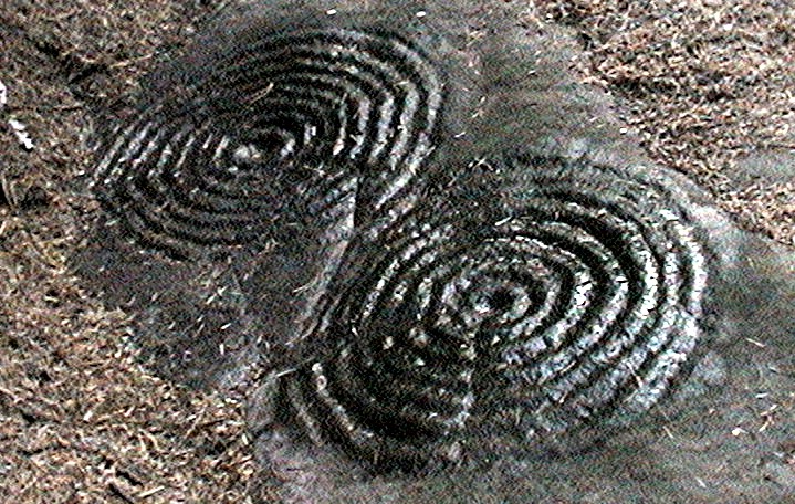 Buttony (Cup and Ring Marks / Rock Art) by greywether