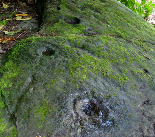 Whitehill (Cup and Ring Marks / Rock Art) by greywether