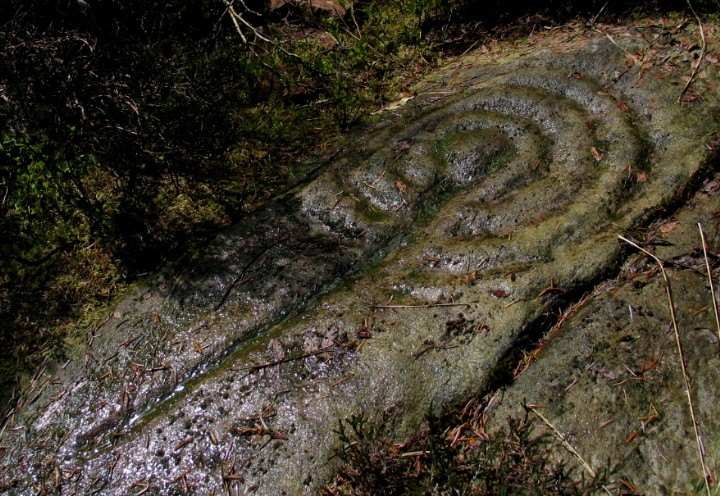 Stronach Wood (Cup and Ring Marks / Rock Art) by greywether