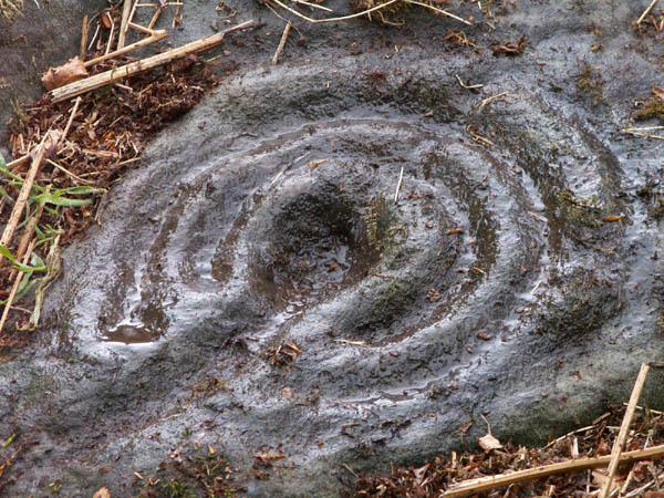 Fowberry Cairn (Cup and Ring Marks / Rock Art) by rockartwolf