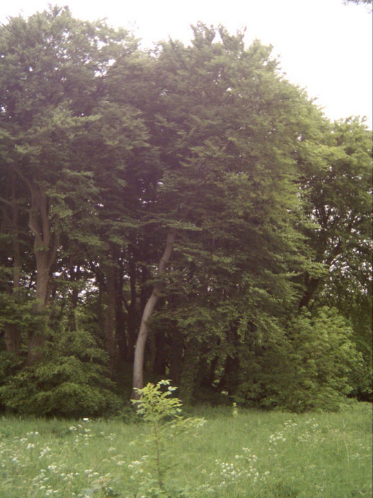 Culliford Tree Barrow (Long Barrow) by danielspaniel