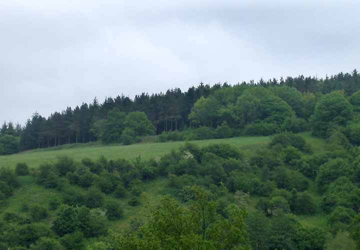 Woodbury Hill (Great Witley) (Hillfort) by morfe