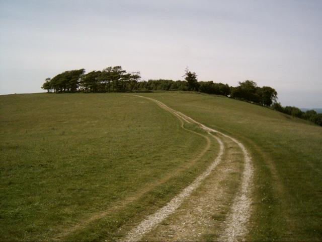 Chanctonbury Ring (Hillfort) by danielspaniel