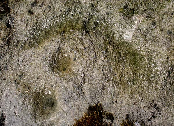Middleton Bank Top (Cup and Ring Marks / Rock Art) by Hob
