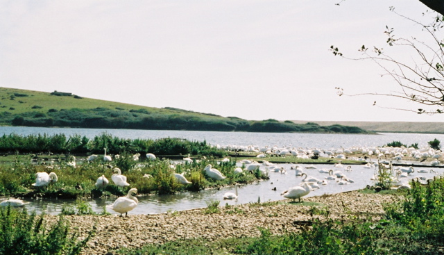 Abbotsbury & the Swannery by texlahoma