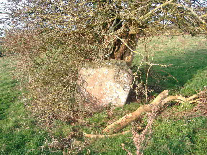 Ballybricken East (Standing Stone / Menhir) by bawn79