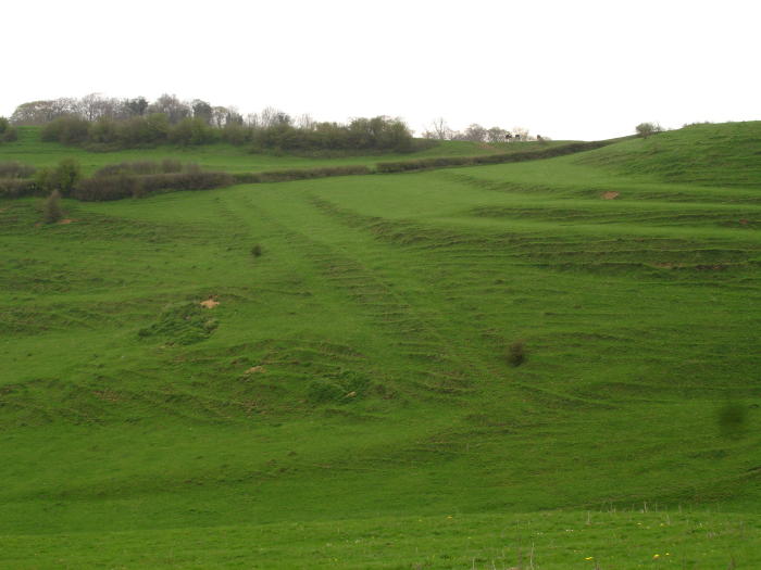 Hinton Hill (Hillfort) by moss