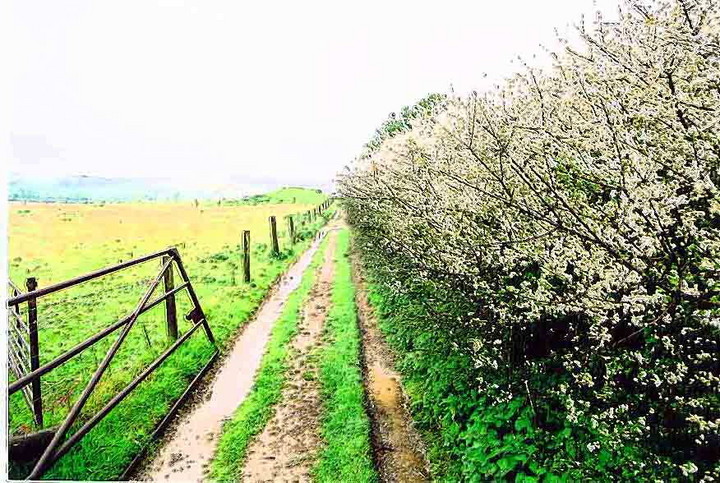The Ridgeway (Ancient Trackway) by follow that cow