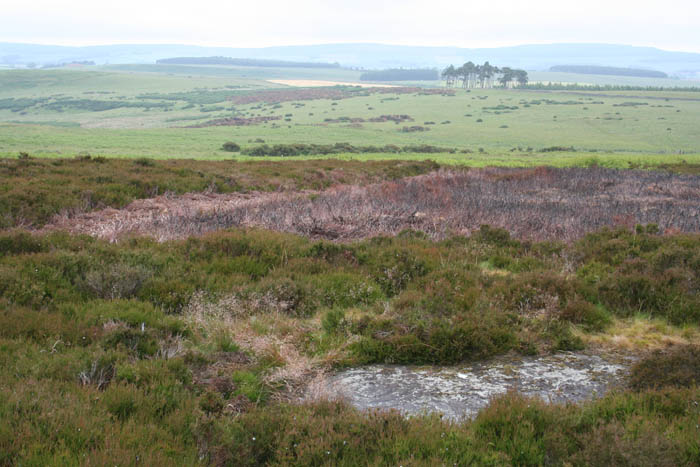 Doddington Moor Quarry Site (Cup and Ring Marks / Rock Art) by Hob
