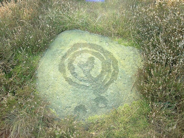 Knotties Stone (Otley Chevin) (Cup and Ring Marks / Rock Art) by Chris Collyer