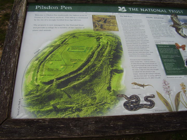 Pilsdon Pen (Hillfort) by formicaant
