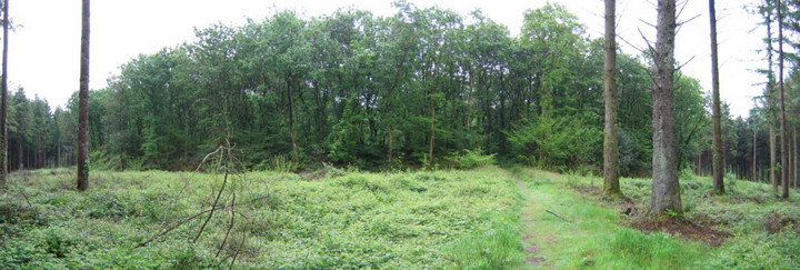 Bishop's Wood (Truro) (Hillfort) by ocifant