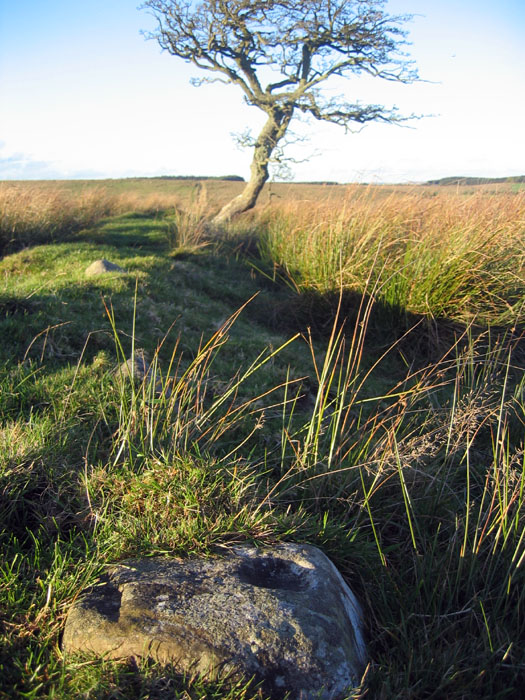 Fenwick Fell Field (Cup Marked Stone) by rockandy