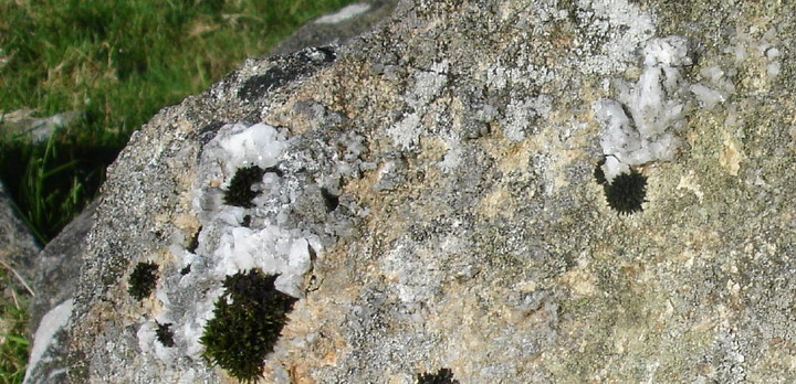 Carn Meini (Rocky Outcrop) by moss
