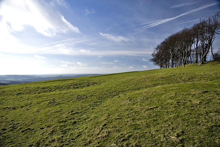Chanctonbury Ring (Hillfort) by A R Cane