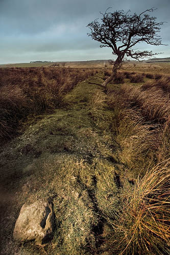 Fenwick Fell Field (Cup Marked Stone) by Hob