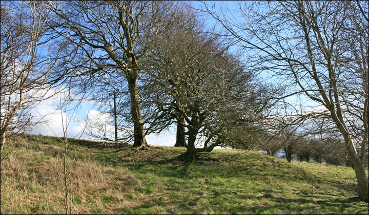 Ferne Hollow (Round Barrow(s)) by mrcrusty