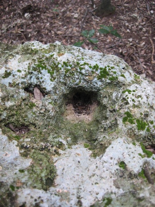 Camporotondo's Double Holed Stone (Engraved stone) by Ligurian Tommy Leggy