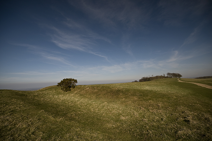 Chanctonbury Ring (Hillfort) by A R Cane