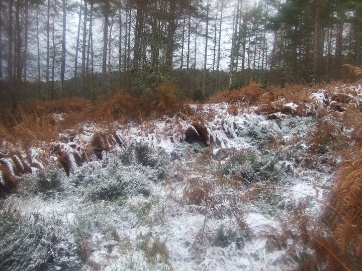 Scotsburn Wood West (Chambered Cairn) by strathspey