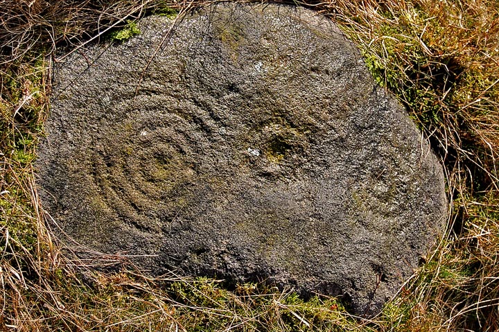 Middleton Moor 482 (Cup and Ring Marks / Rock Art) by fitzcoraldo