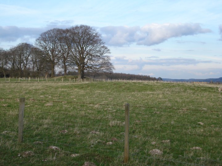 Old King Barrows (Barrow / Cairn Cemetery) by Chance