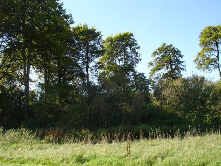 East Kennett (Long Barrow) by moss