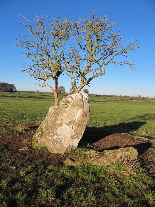 The Hoar Stone (Duntisbourne Abbots) (Long Barrow) by tjj