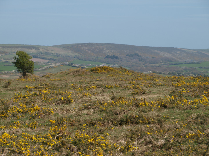 Corfe Common (Round Barrow(s)) by formicaant