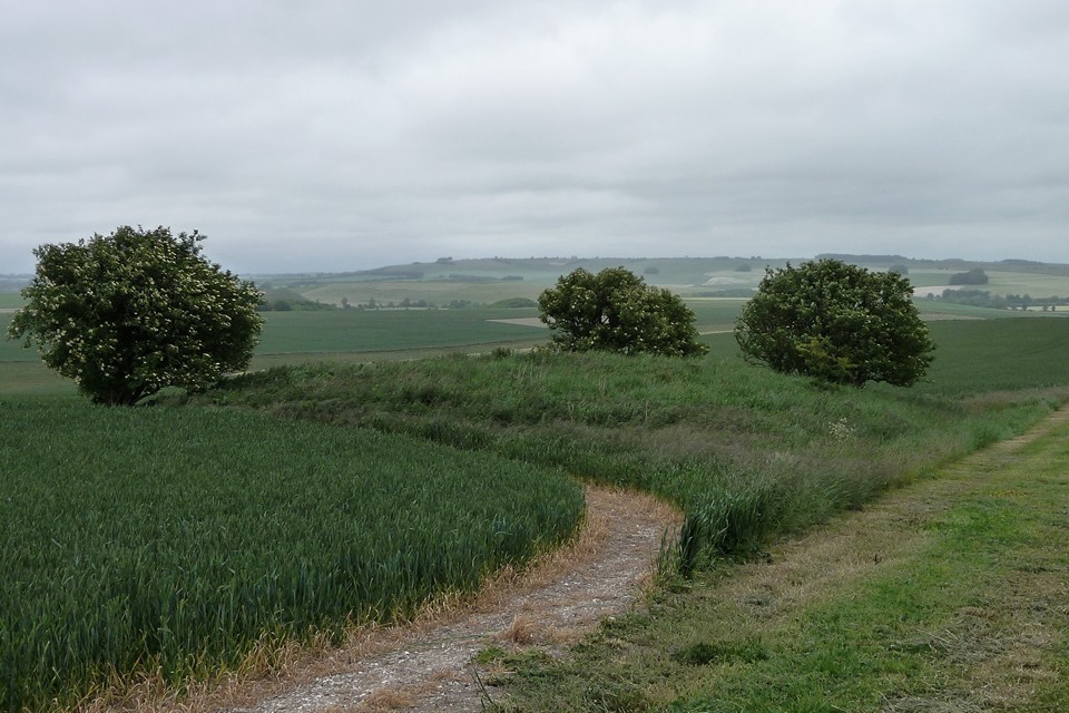 Allington Down (Round Barrow(s)) by thesweetcheat