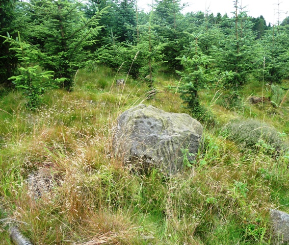 Gurgedyke Wood (Cup Marked Stone) by drewbhoy