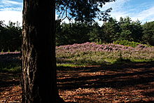 <b>Horsell Common</b>Posted by GLADMAN
