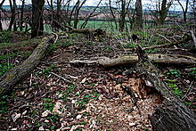 <b>Goffer's Knoll</b>Posted by GLADMAN
