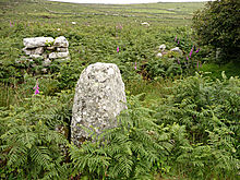 <b>Bosporthennis 'Beehive Hut'</b>Posted by thesweetcheat