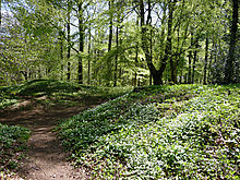 <b>Standish Wood</b>Posted by thesweetcheat