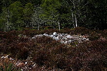 <b>Scotsburn Wood Cairn 3</b>Posted by GLADMAN