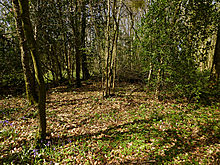 <b>Worgan's Wood</b>Posted by thesweetcheat
