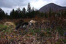 <b>Beinn Na Caillich</b>Posted by GLADMAN