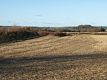 <b>Bloxworth Down</b>Posted by formicaant