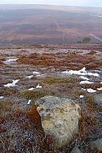 <b>Westerdale Moor</b>Posted by fitzcoraldo
