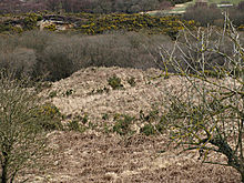 <b>Godlingston Heath</b>Posted by formicaant