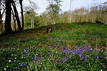 <b>Norsey Wood</b>Posted by GLADMAN