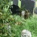 <b>St Cadfan's churchyard, Tywyn</b>Posted by thesweetcheat