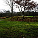 <b>Weald Park</b>Posted by GLADMAN