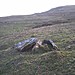 <b>Glenquicken Cist</b>Posted by Howburn Digger