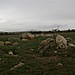<b>Arragon Mooar Burial Cairn</b>Posted by Ravenfeather
