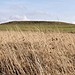 <b>Therfield Heath Long Barrow</b>Posted by ocifant