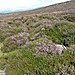 <b>Balnabroich kerbed cairn 1</b>Posted by drewbhoy