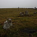 <b>Sherberton Stone Circle</b>Posted by GLADMAN
