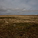 <b>Langstone Moor</b>Posted by GLADMAN